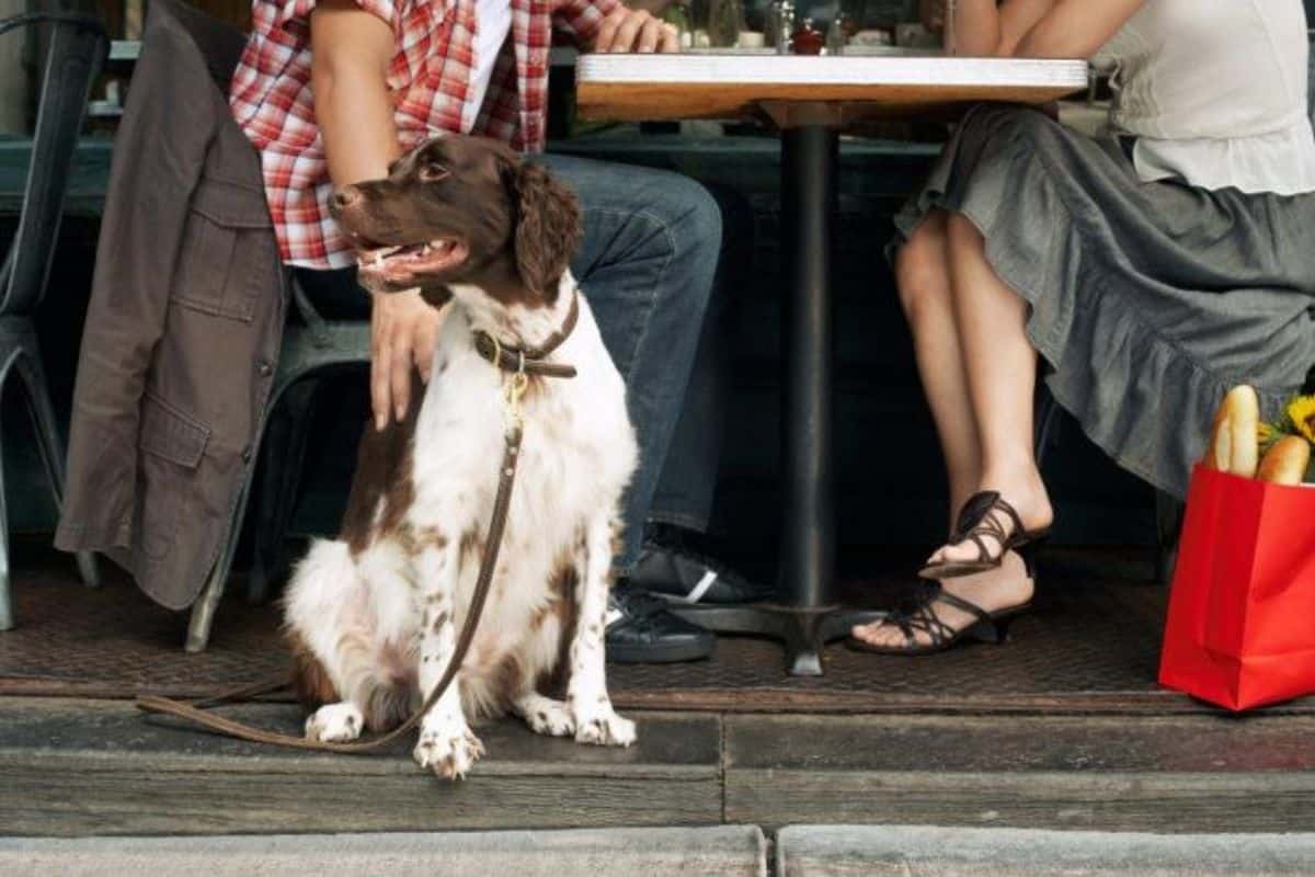 Dog in Restaurant in Europe