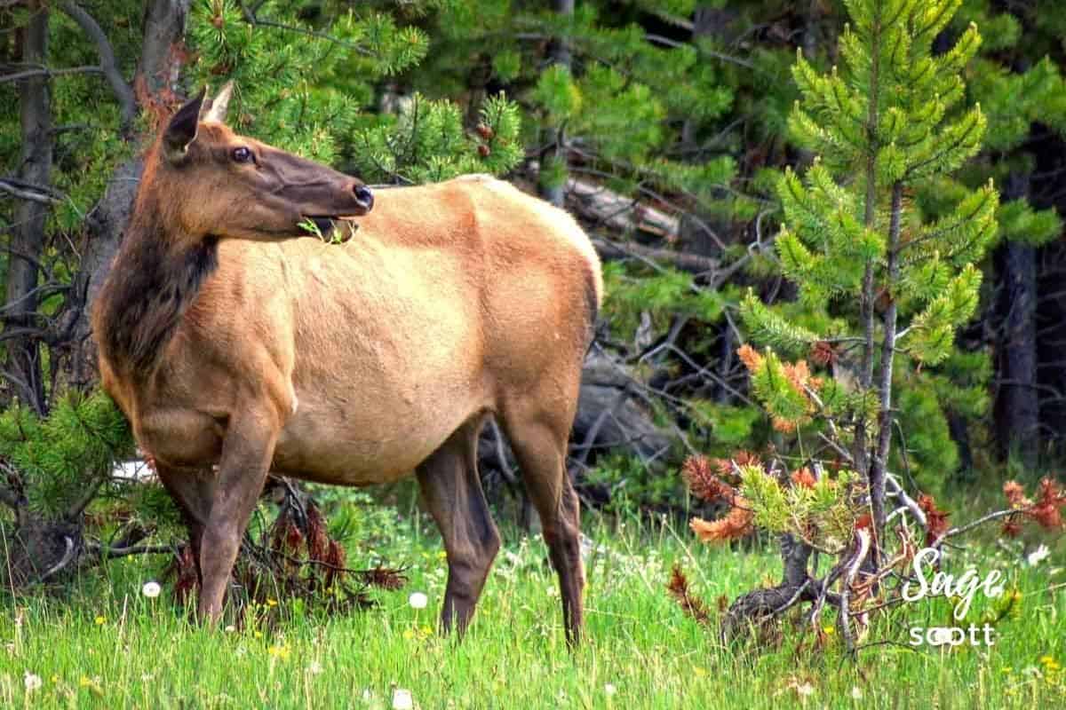 Elk eating at Yellowstone National Park