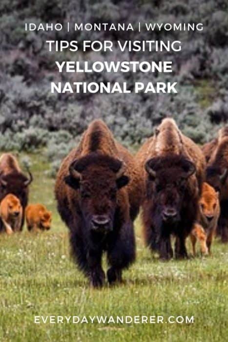 Tips for visiting America's first national park, Yellowstone