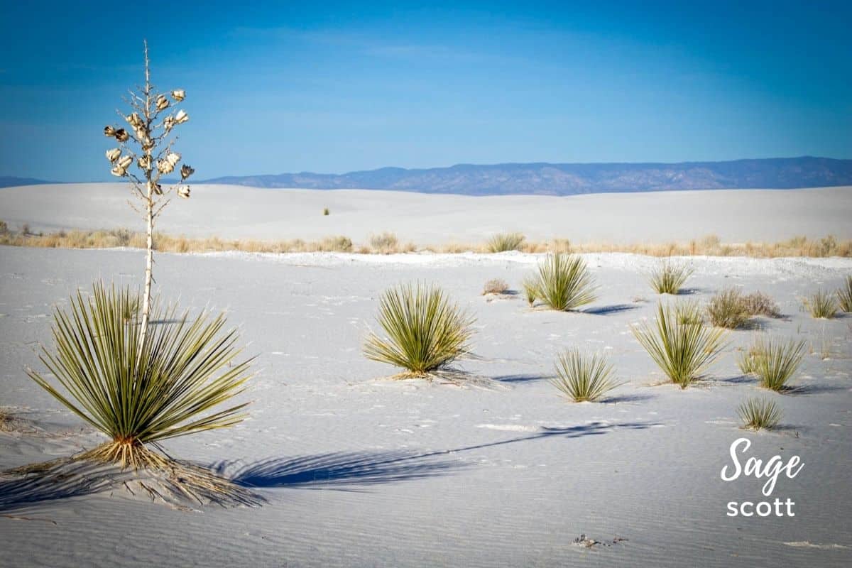 White Sands National Monument Park Alamogordo New Mexico Yucca bloom Postcard 