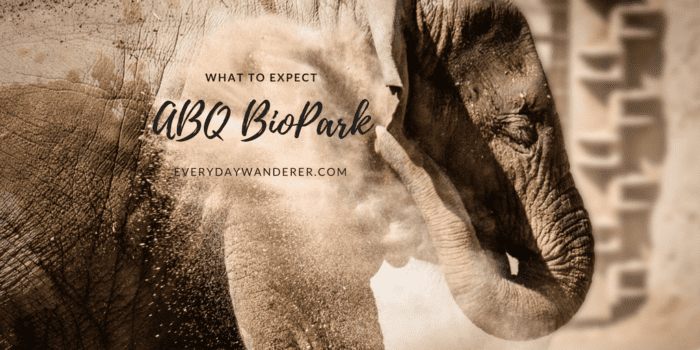 Elephant at the ABQ BioPark Zoo