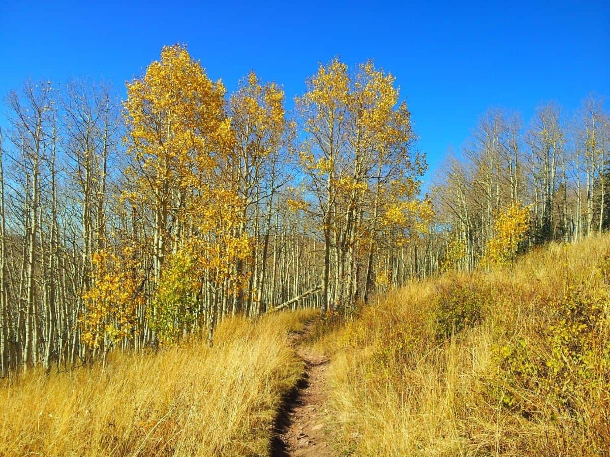 Yellow aspen trees along Wasatch Crest Trail in October