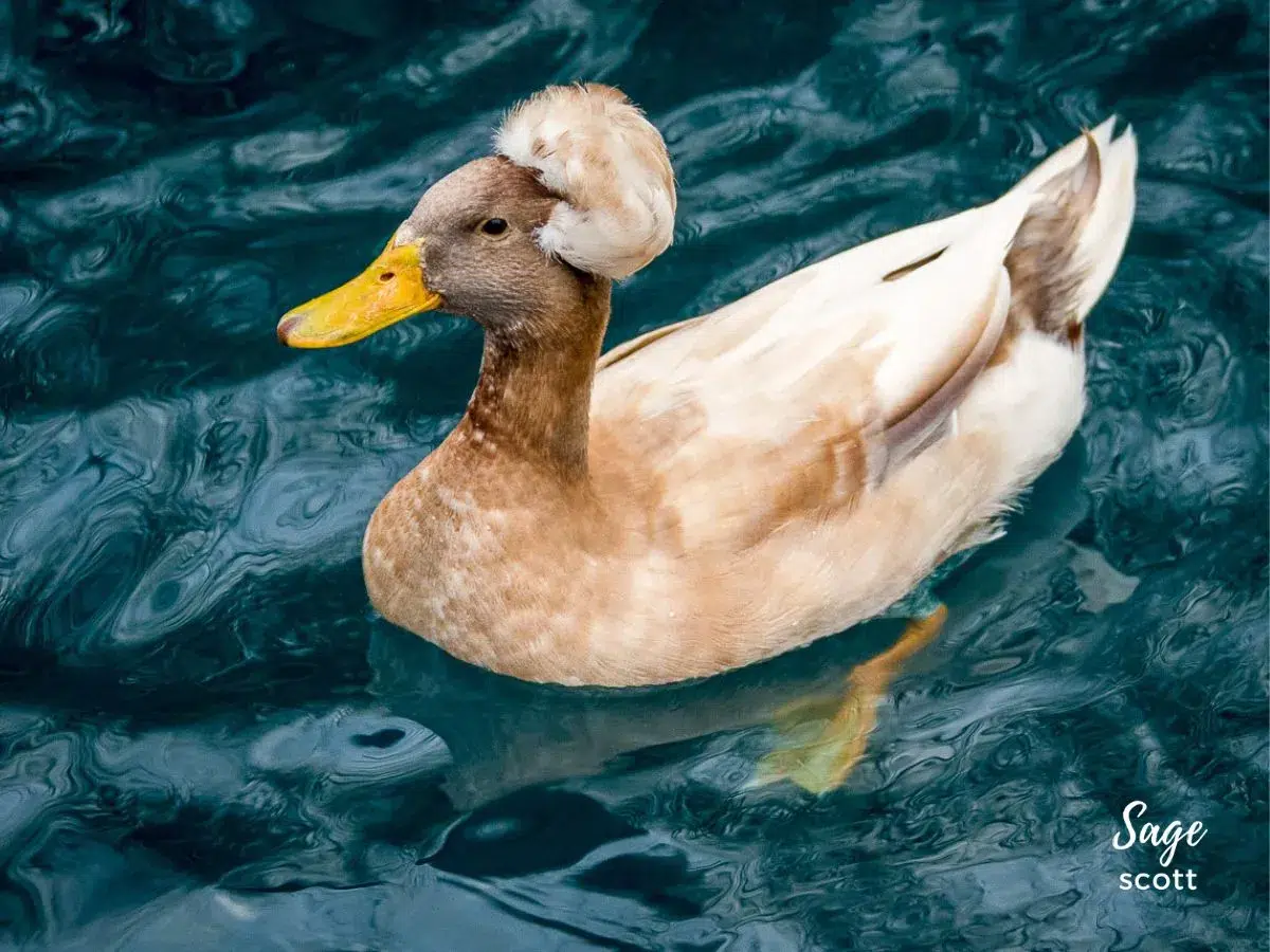 Crested Duck Swimming