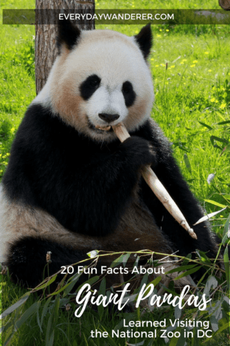 Fun Facts About Giant Pandas - Everyday Wanderer