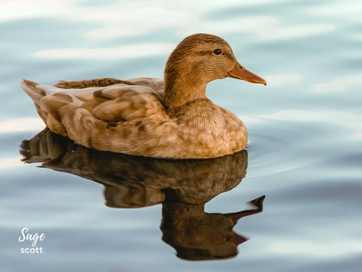 Female Duck Swimming in Water