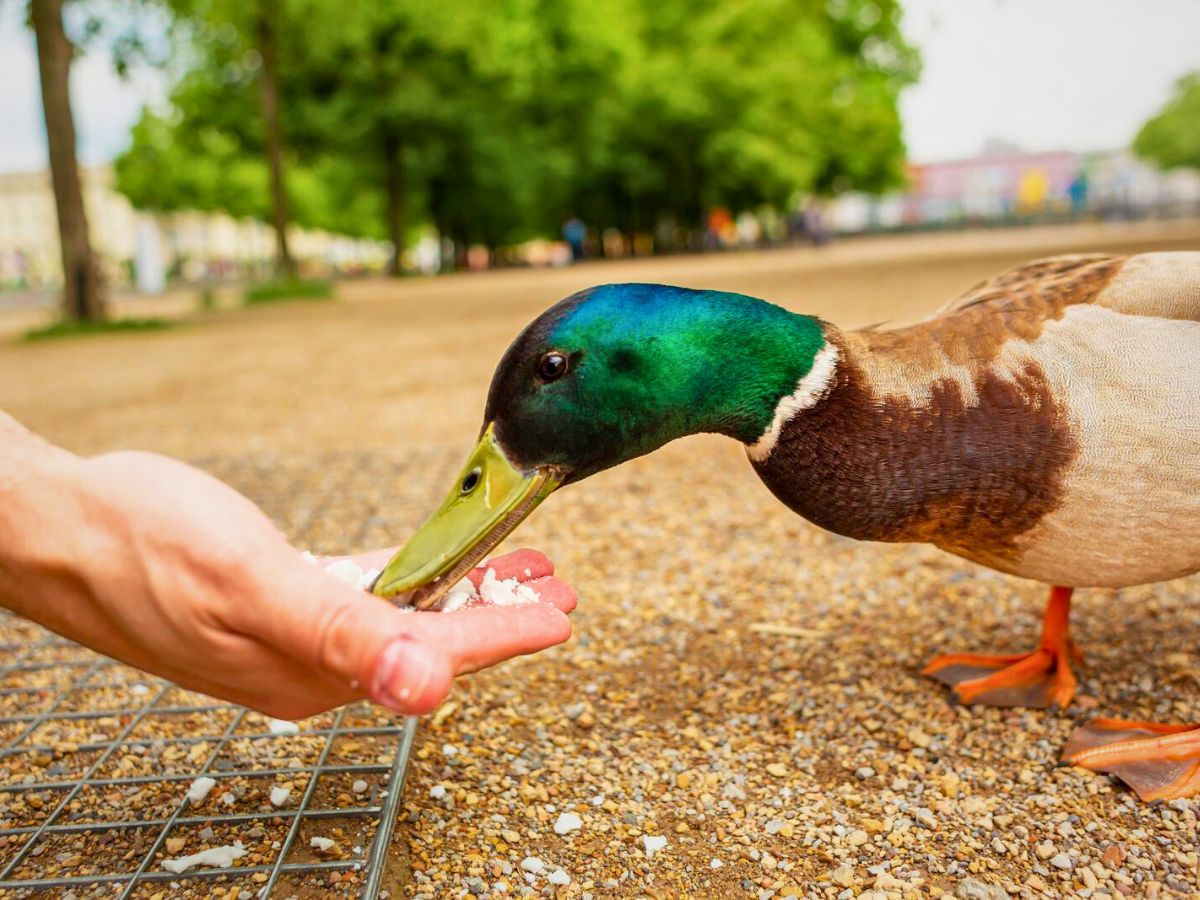 A mallard duck being hand-fed breadcrumbs in an outdoor setting.