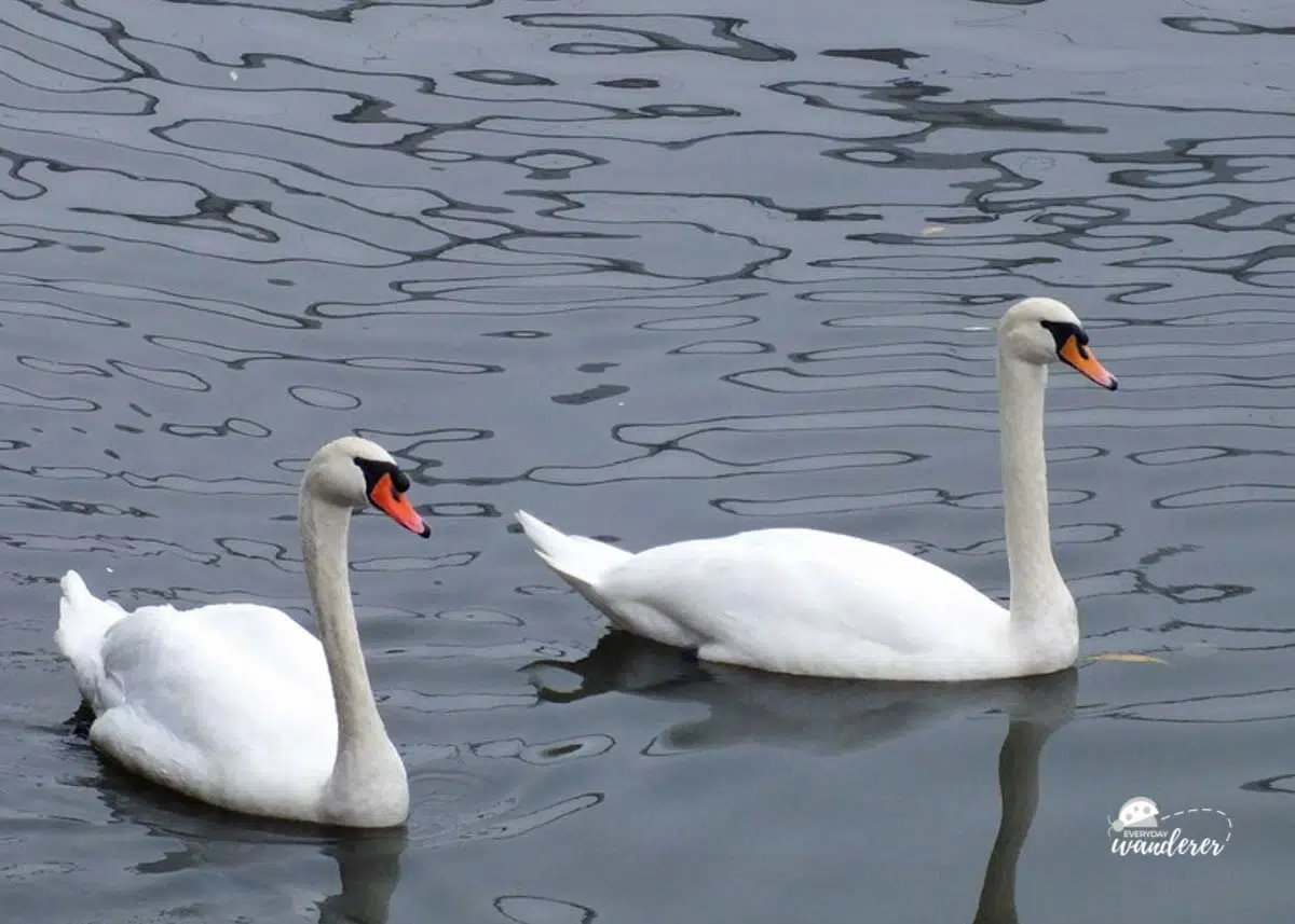 Swans gliding in the water