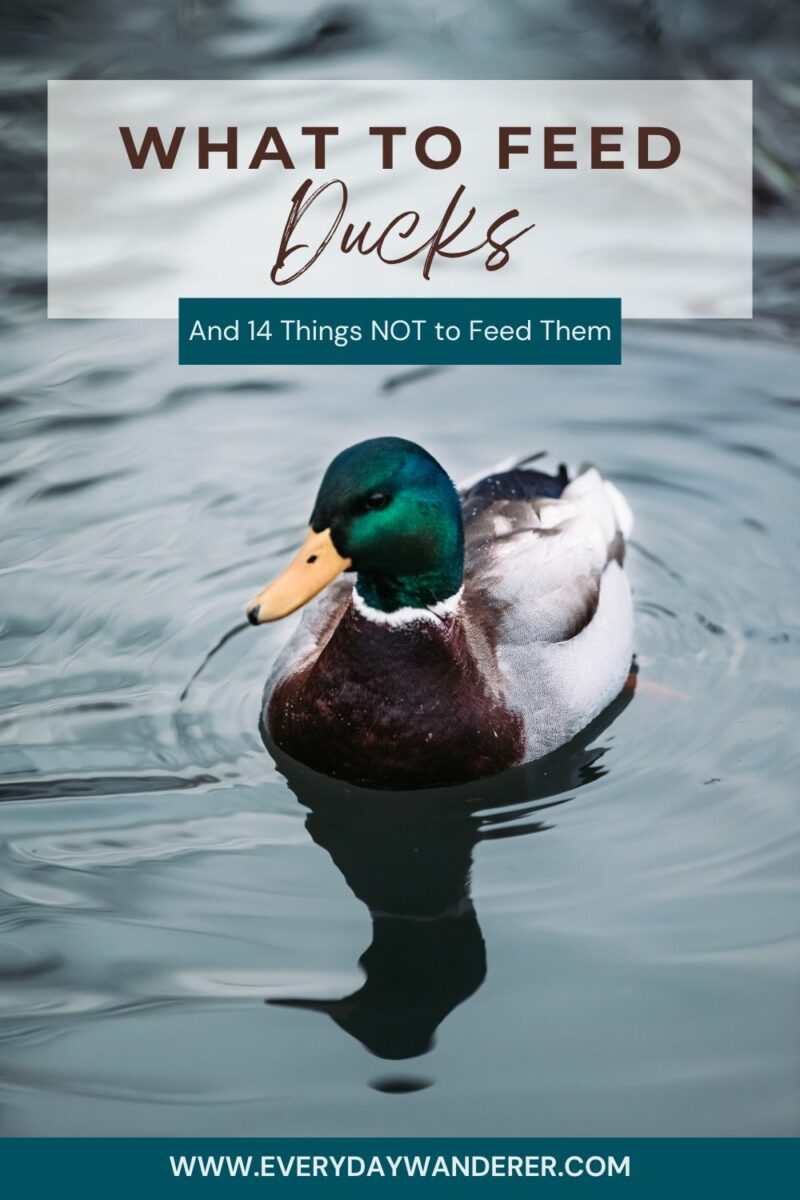 A duck swimming in water with text overlay about feeding ducks.