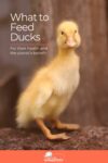 A yellow duckling stands in front of a wooden background with text overlay "what to feed ducks - for their health and the planet's benefit.
