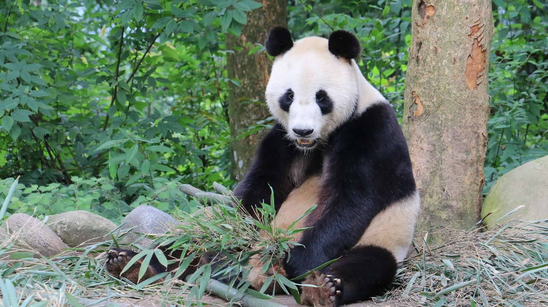 are there any pandas outside of china