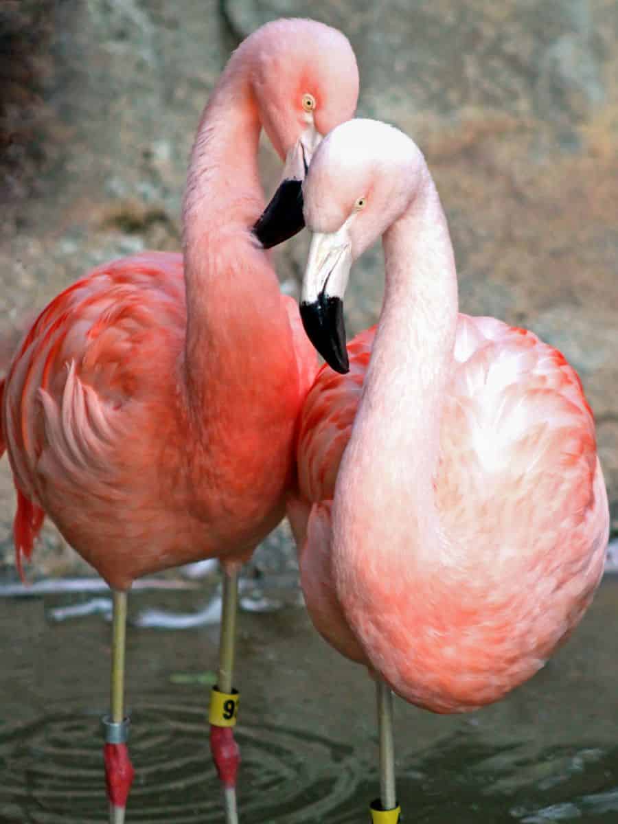 Two pink flamingos standing next to each other at the Atlanta Zoo.