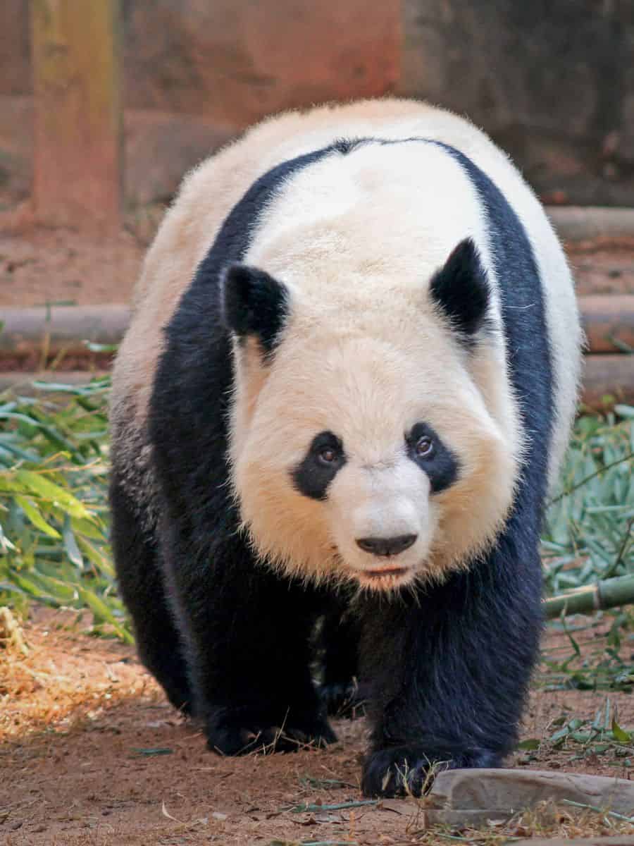 A panda bear exploring at Zoo Atlanta.