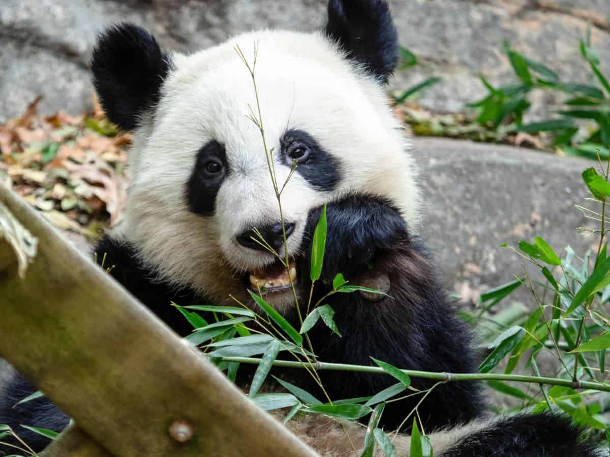 A panda bear enjoying bamboo at the Atlanta Zoo.