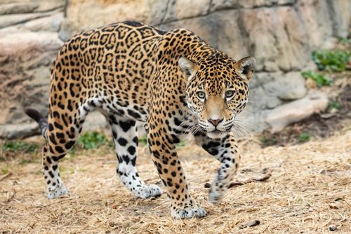 A jaguar walking in a zoo.