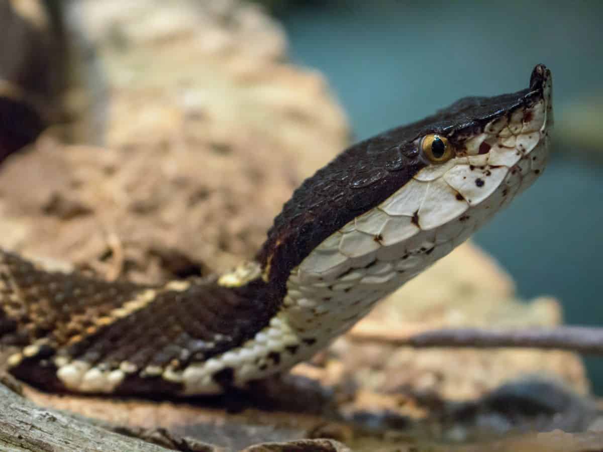 A close up of a black and white snake at Zoo Atlanta.