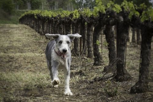 Dog running through vineyard in Livermore
