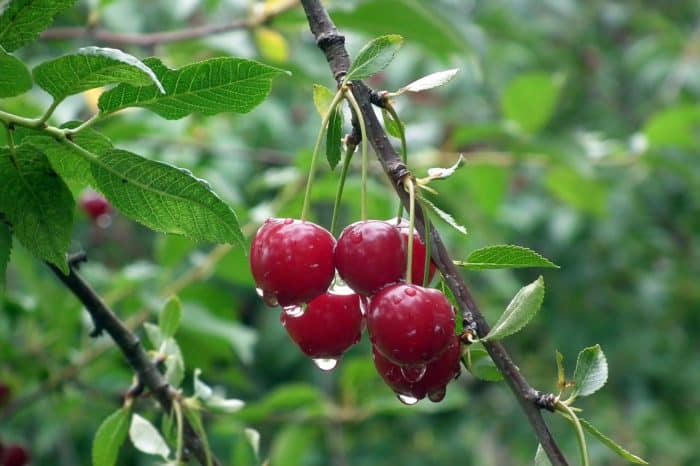 Tart cherry supplement can help you get a good night's sleep while traveling