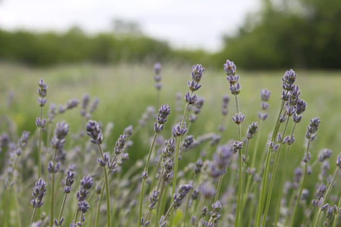 Lavender essential oil can help you get a good night's sleep while traveling