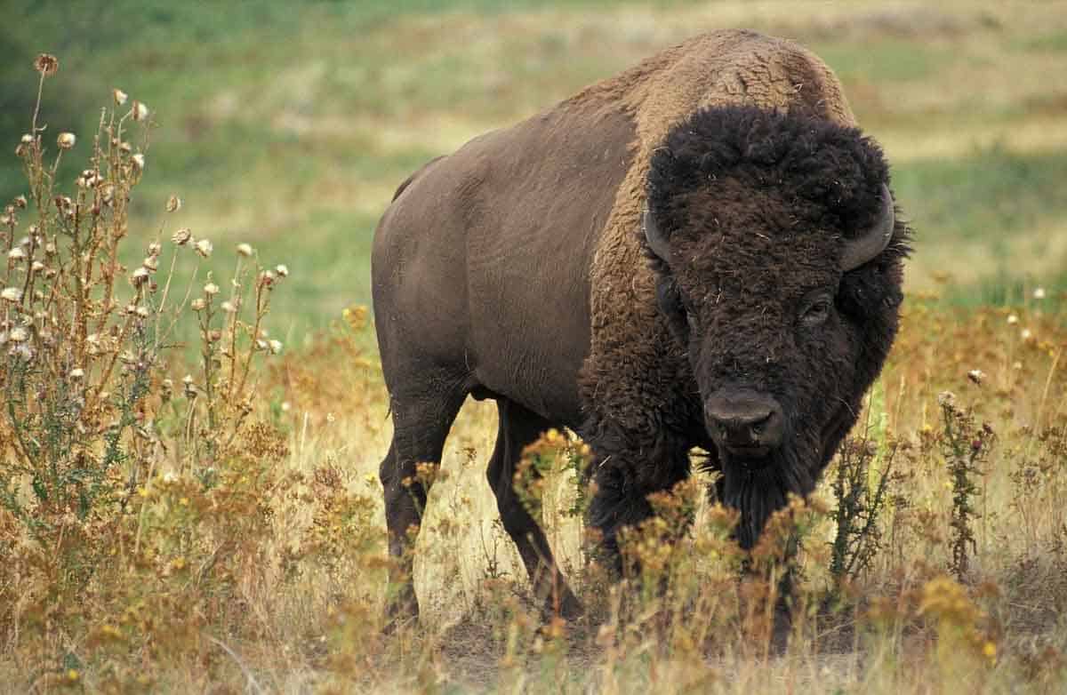 The American bison is the largest land mammal in North America