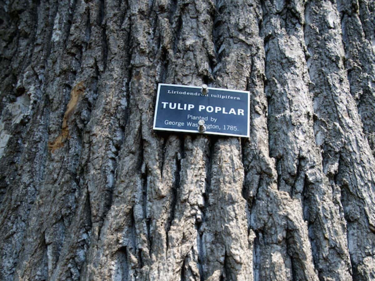A tulip poplar tree planted by George Washington in 1785 on the grounds of Mount Vernon.
