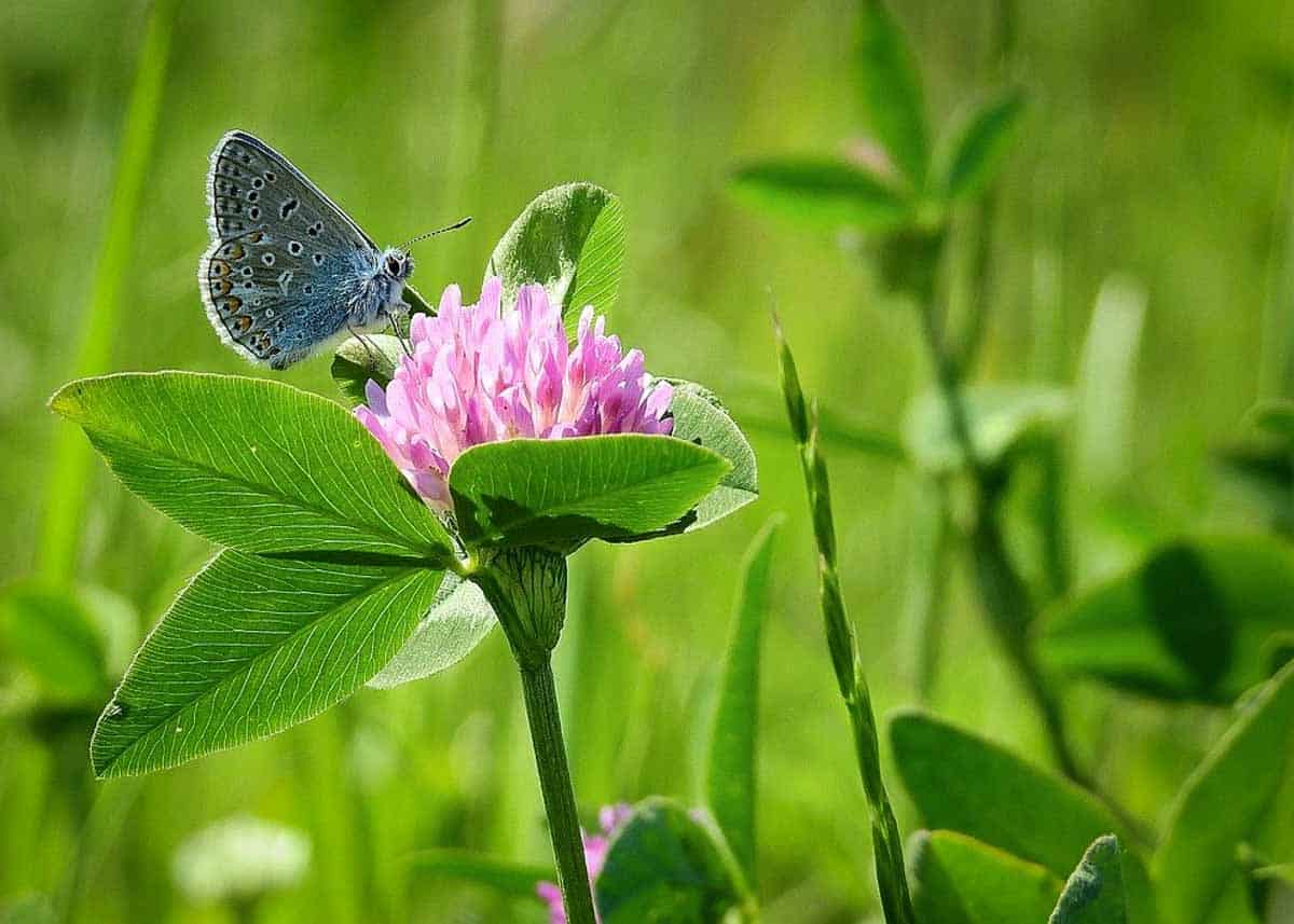 Clover is an important plant for honey bees.