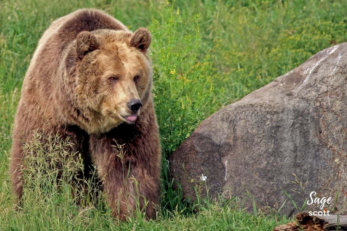 Grizzly Bear Near Bozeman