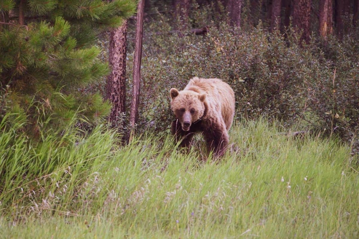 A grizzly bear in tall grass in a clearing in the woods