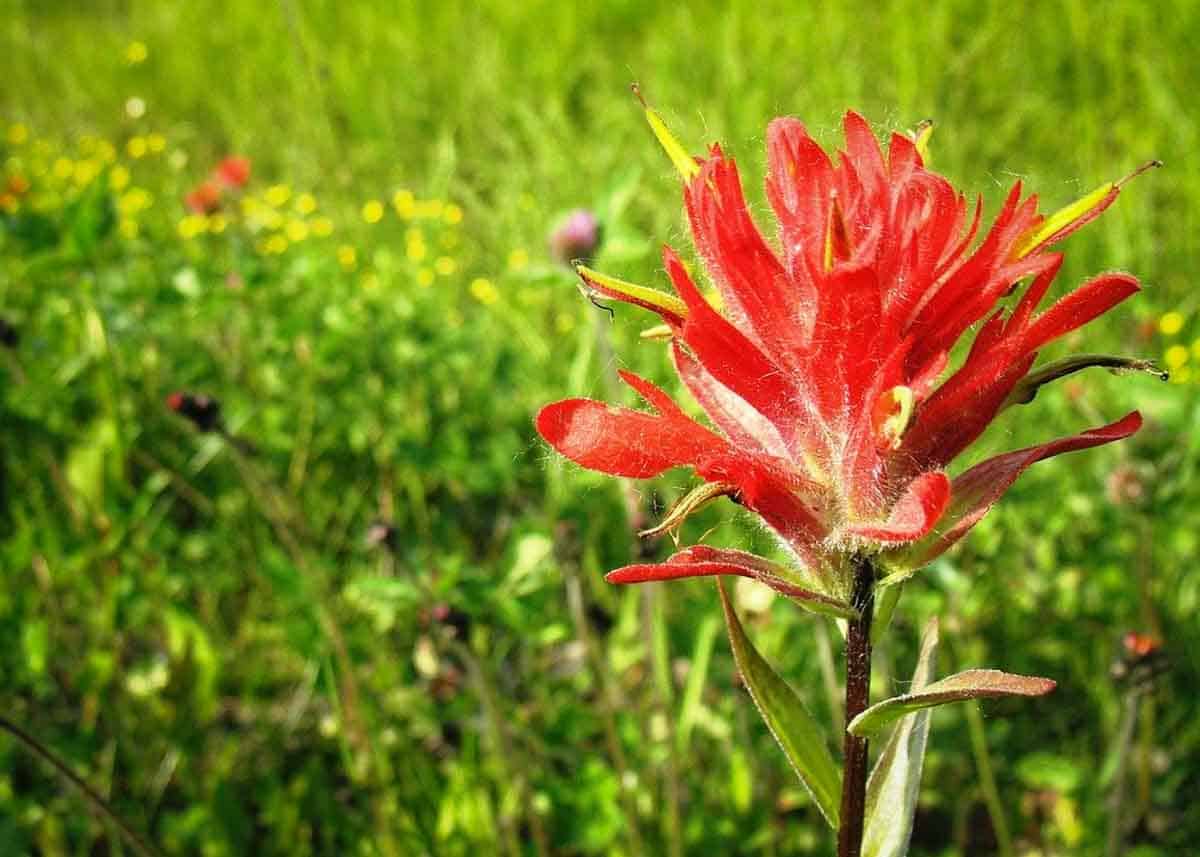 Indian paintbrush blooms in Kansas in May, June, and July