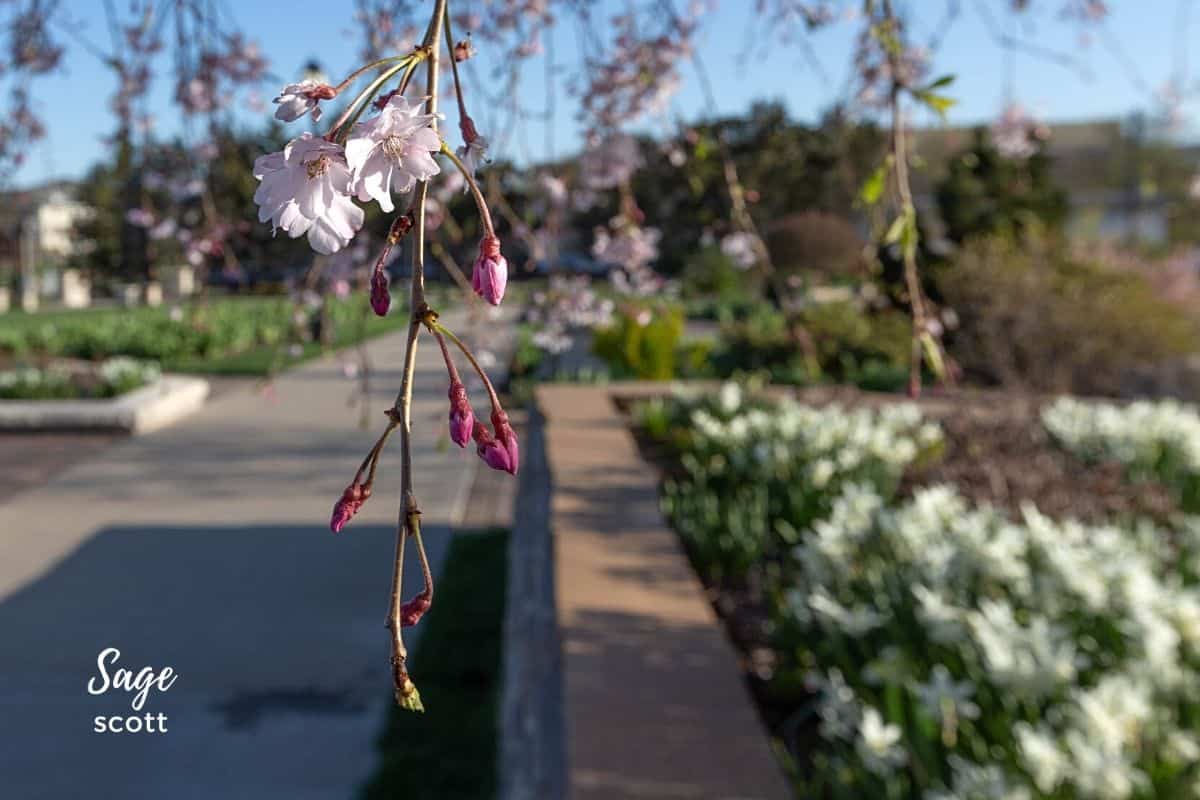 A flowering tree branch hangs over a garden path