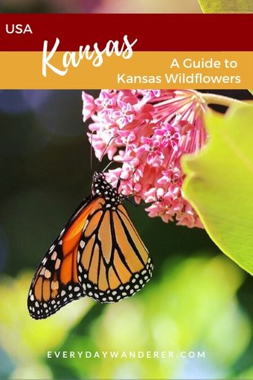 A wildflower guide to Kansas wildflowers blooming in eastern Kansas and Kansas City area. Look for these native Kansas flowers on Kansas hiking trails during Kansas hikes in spring, summer, and fall. The blooms that make the most beautiful Kansas wildflower bouquet. You'll also see these Kansas wildflowers and weeds on Kansas City hiking trails. Watch for these wildflowers of Kansas during your Kansas vacation or during Kansas travel #KansasCity #Kansas #Missouri #US #USA #USTravel