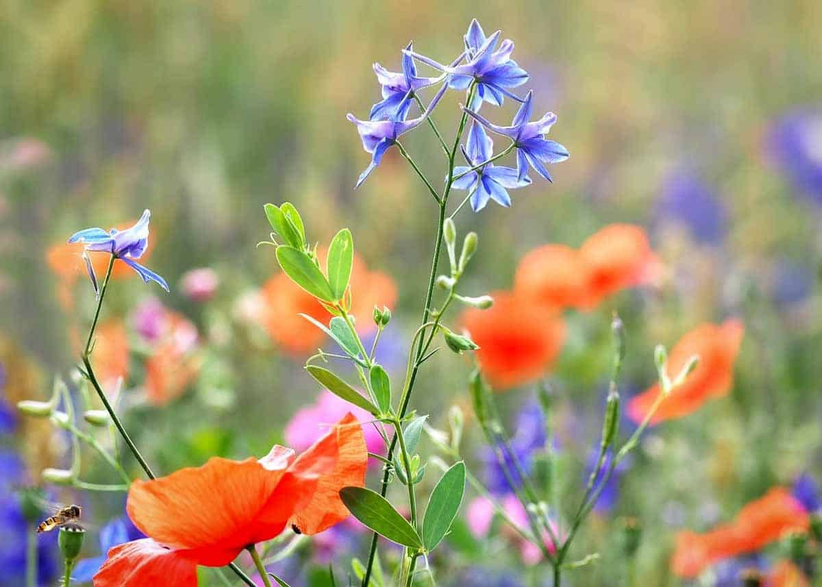 Larkspur is a native Kansas flower that blooms in early summer.