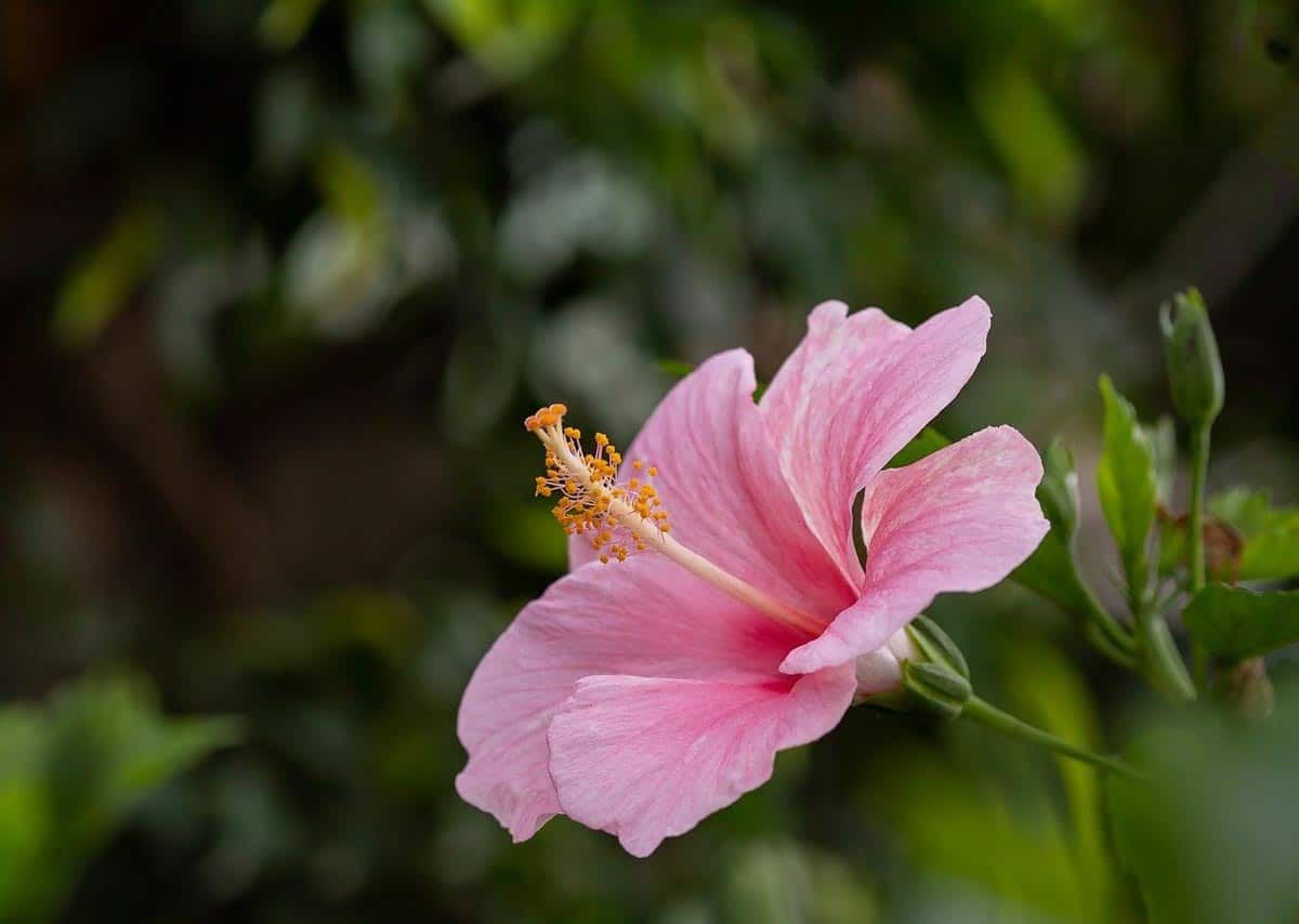 Mallows, or hibiscus, can be seen in a variety of colors in northeastern Kansas.