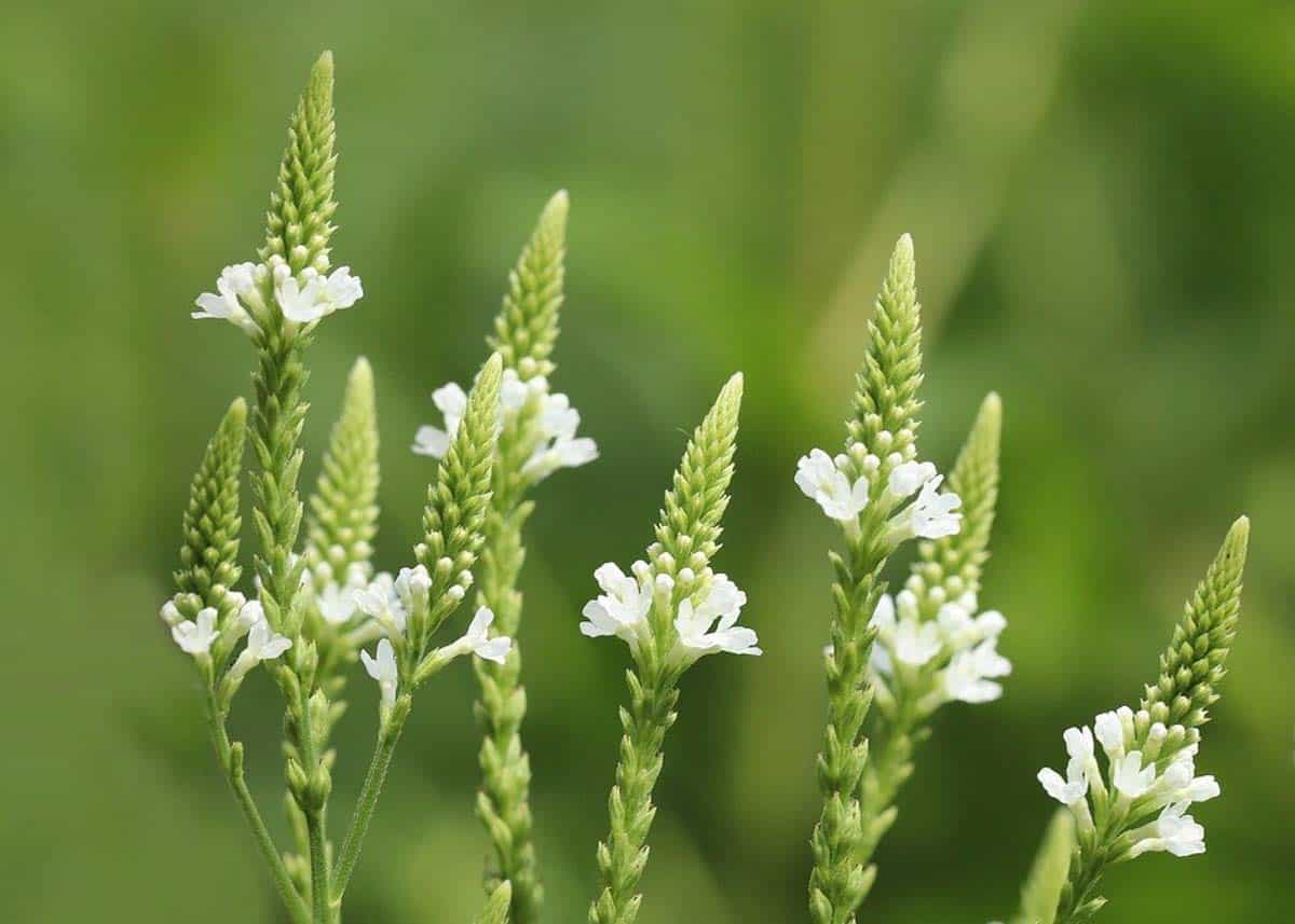 Verbena is a fragrant Kansas flower.