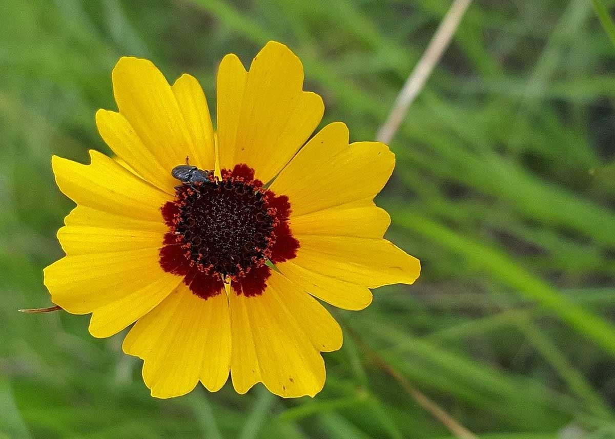 Plains coreopsis is a native Kansas flower that is related to a sunflower.
