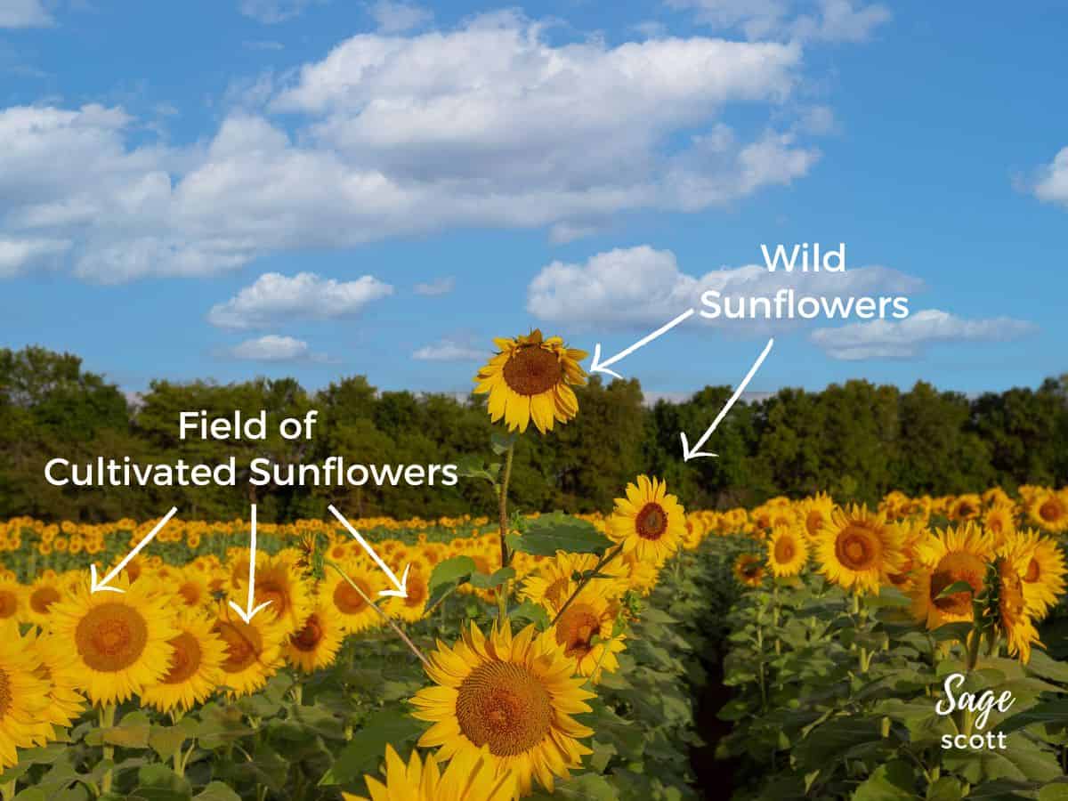 A wild sunflower growing in a field of cultivated sunflowers