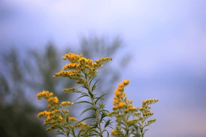 Goldenrod are common native Kansas flowers