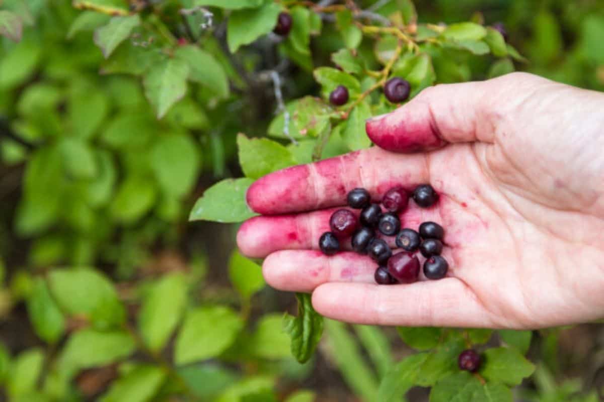 A handful of ripe huckleberries