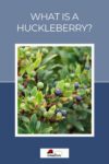 Educational poster showing huckleberry plants with text "what is a huckleberry?" at the top and a logo at the bottom.