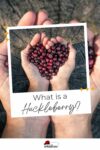 Two hands forming a heart shape, holding huckleberries, with text "what is a huckleberry?" on a whimsical, decorated background.