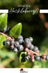 Image of ripe huckleberries on a branch with green leaves, titled "what is a huckleberry?" in an educational poster style.