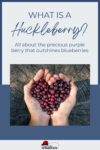 Two hands holding a heart-shaped cluster of huckleberries with text overlay asking "what is a huckleberry?" and describing it as a berry that outshines blueberries.