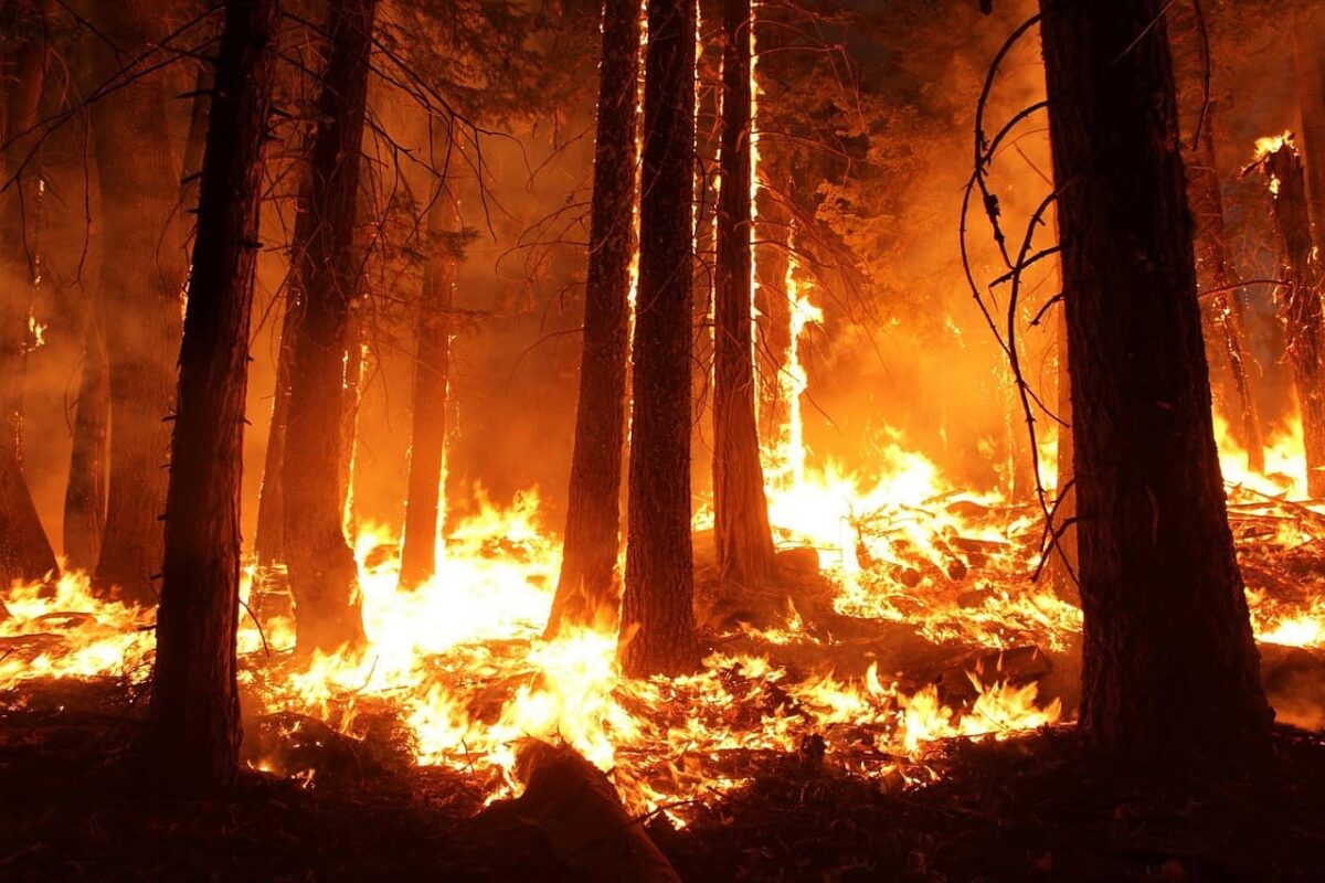 Why Forest Fires (Although Terrifying) Are Actually Good for the Environment
