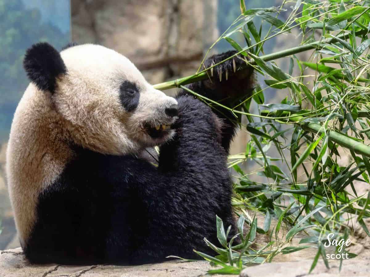 Giant Panda Eating Bamboo at the Smithsonian National Zoo in Washington DC