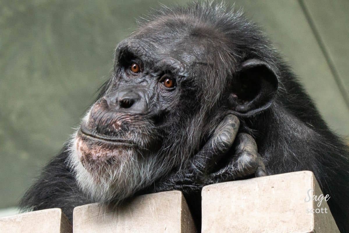 A pensive chimpanzee at the Sunset Zoo in Manhattan
