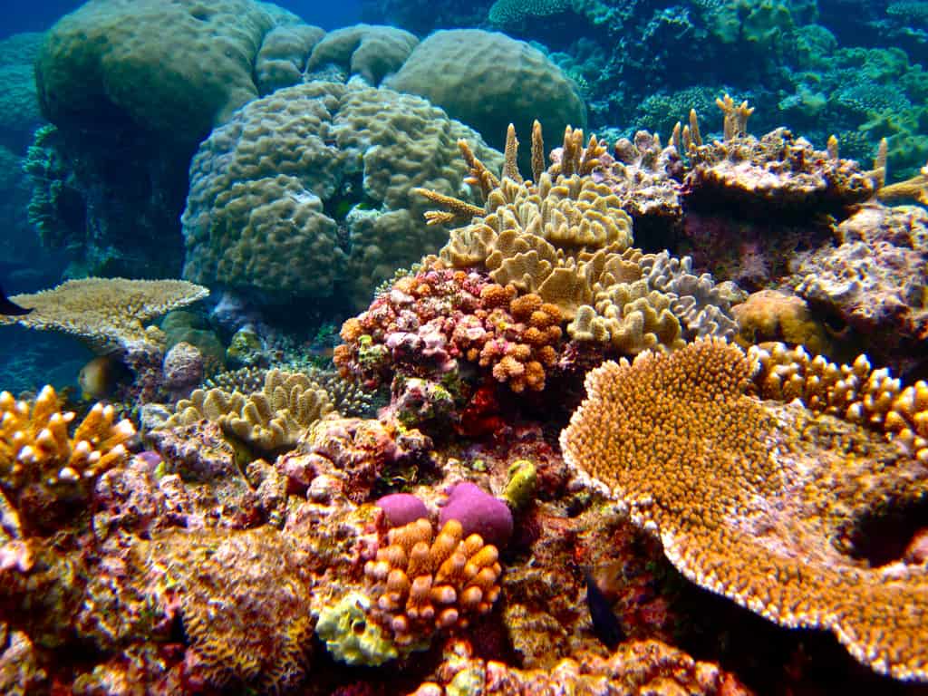 The Great Barrier Reef is one of the most magical places to visit in Australia as a family. 