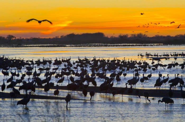 See the sandhill crane migration when you visit Nebraska