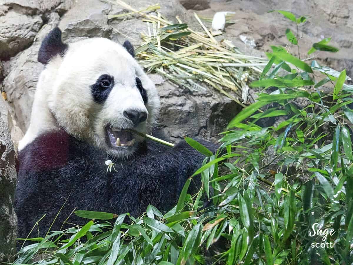 Giant Panda Eating Bamboo at National Zoo in Washington D.C.