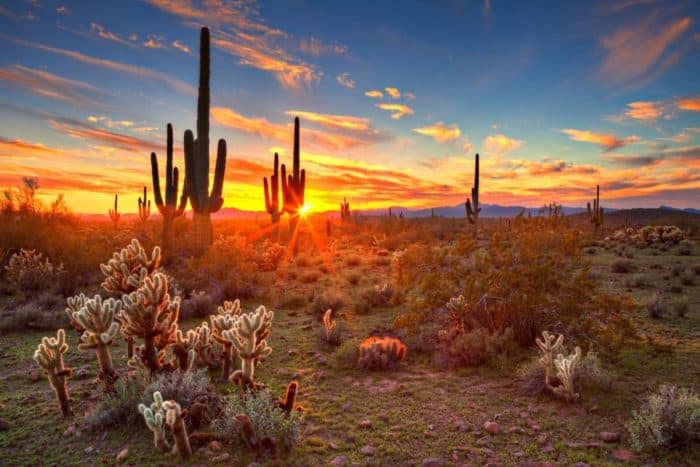 Arizona Wildflowers: Best Places to See Beautiful Blooms This Spring