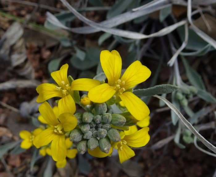 Bladderpod is a yellow wildflower found in the American southwest