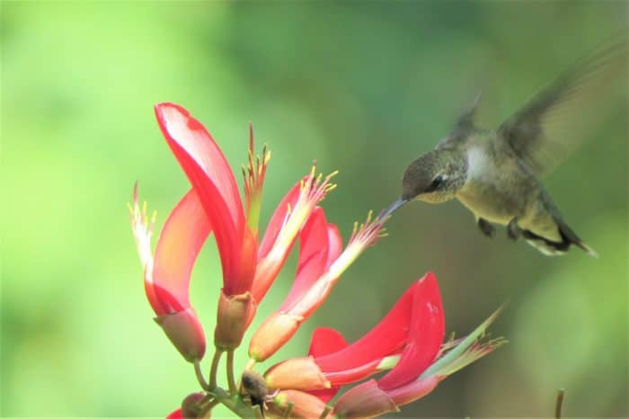 Hummingbirds love chuparosa’s long, slender crimson flowers